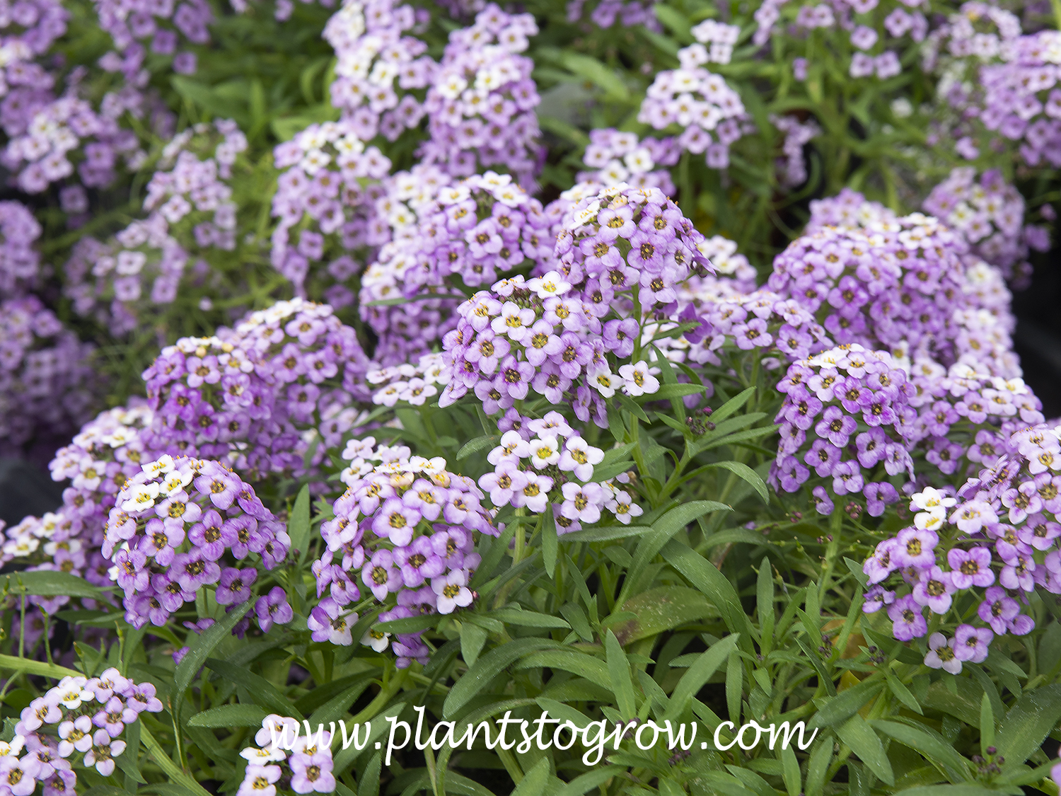 Lavender Stream Alyssum (Lobularia)